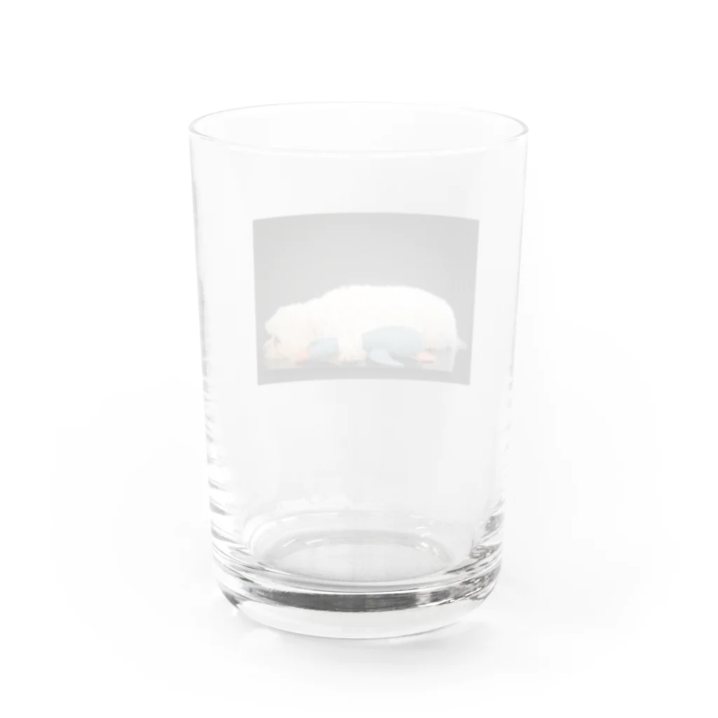 flore(犬)のflore(犬)の写真 Water Glass :back