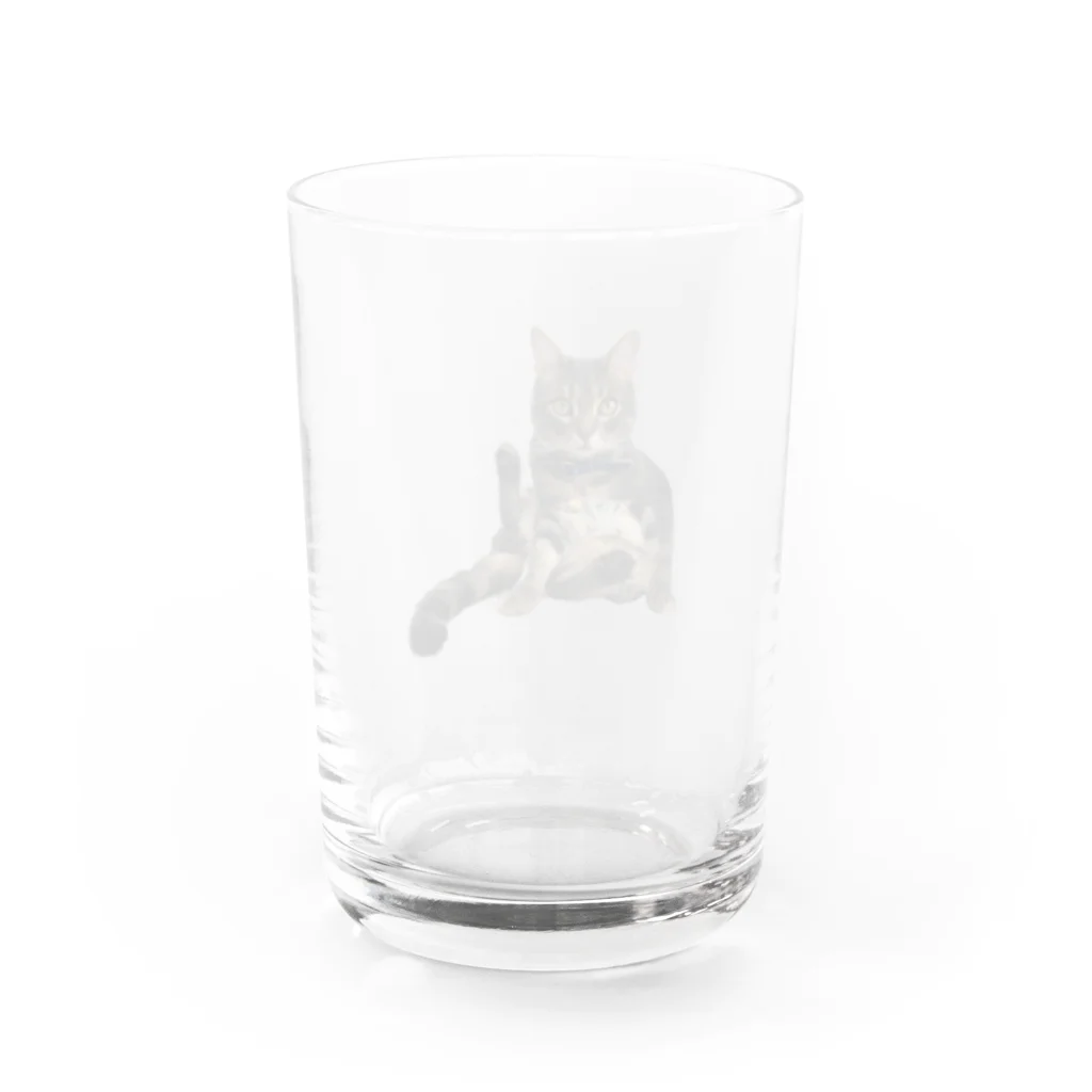 なかたです。のうちのお猫様 Water Glass :back