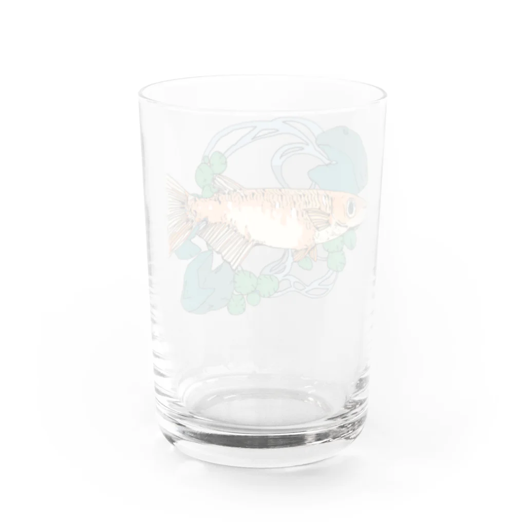 恒福水路のメダカ（ヒメダカ）グラス Water Glass :back