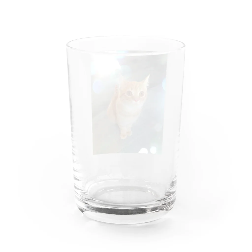 噛み噛み社長とにゃんこ達。のてんちゃん。 Water Glass :back