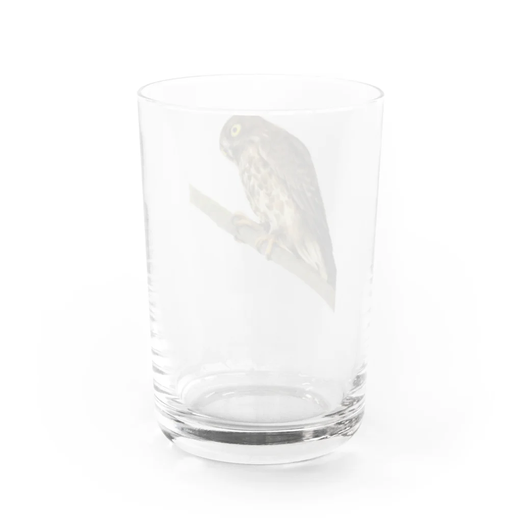Chiikkaha(ちー）のChiikkaha  色鉛筆画 野鳥 アオバズク Water Glass :back