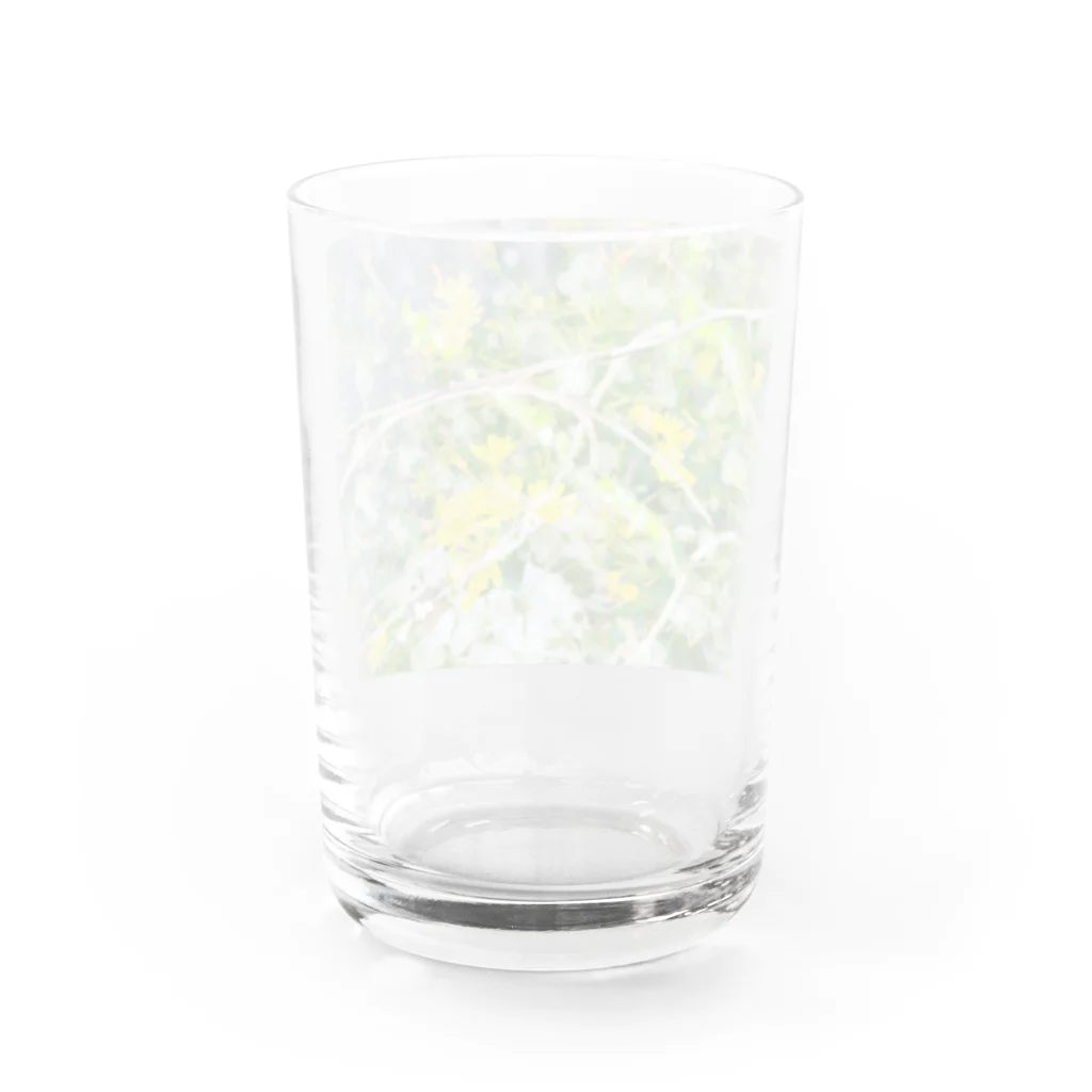 Miku Kafuu ArtsのMikuカフーアーツ【庭でまどろむ】シリーズ🌼 Water Glass :back