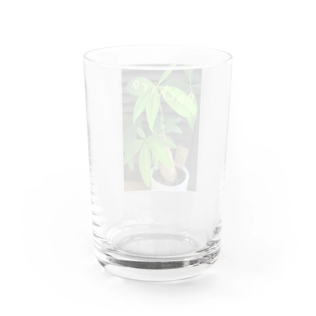 stone stoneの緑のパキラ Water Glass :back