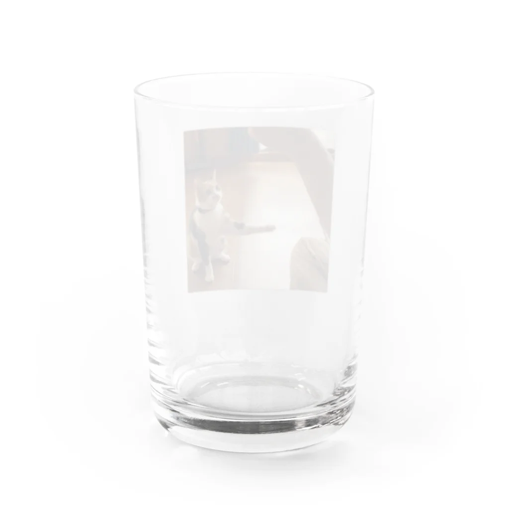 足長三毛猫マンチカンのたまのおてたま Water Glass :back