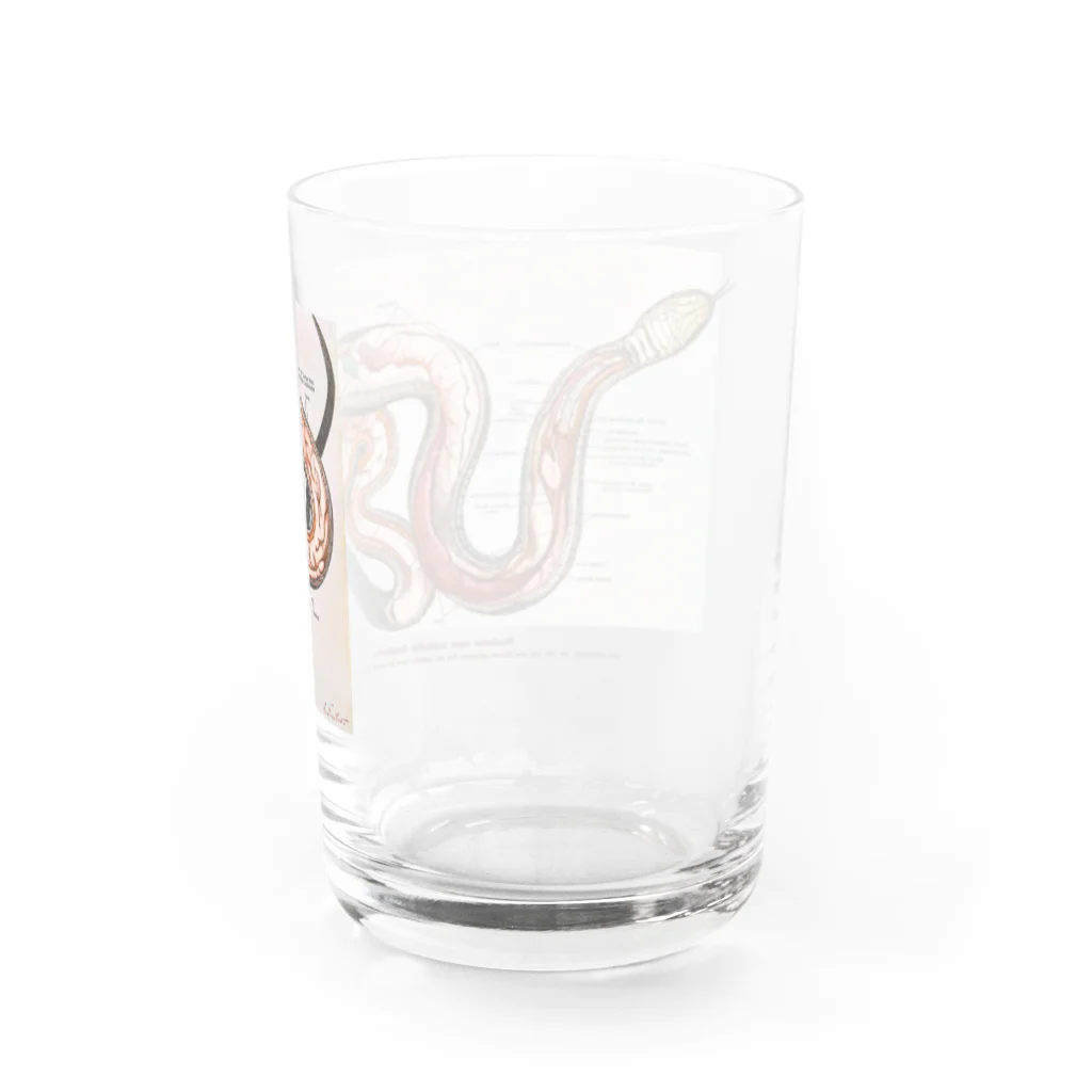 Rubbishのヘビの解剖 Water Glass :back