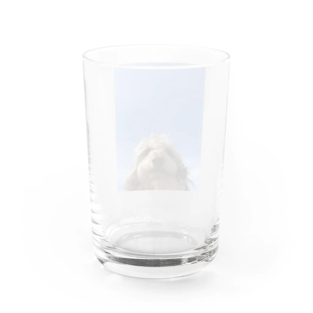 bearchan58の青空犬 Water Glass :back