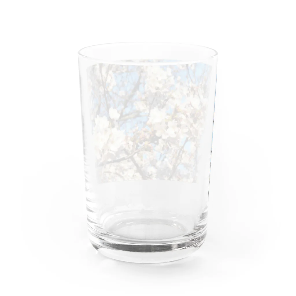 ハチドリ販売所の日本の春 桜B Water Glass :back