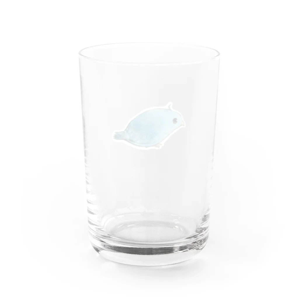 すみれ店のサザナミインコです。 Water Glass :back