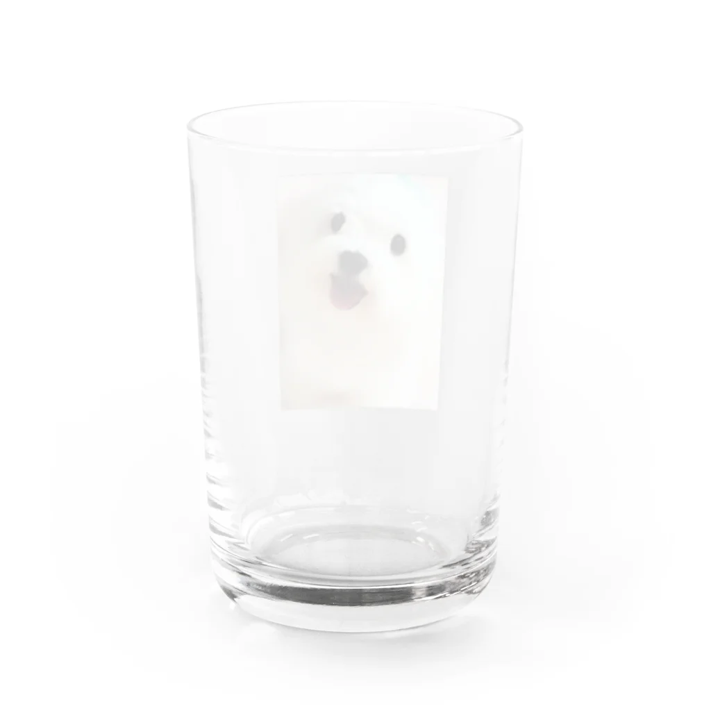 白い妖精の銀ちゃん Water Glass :back