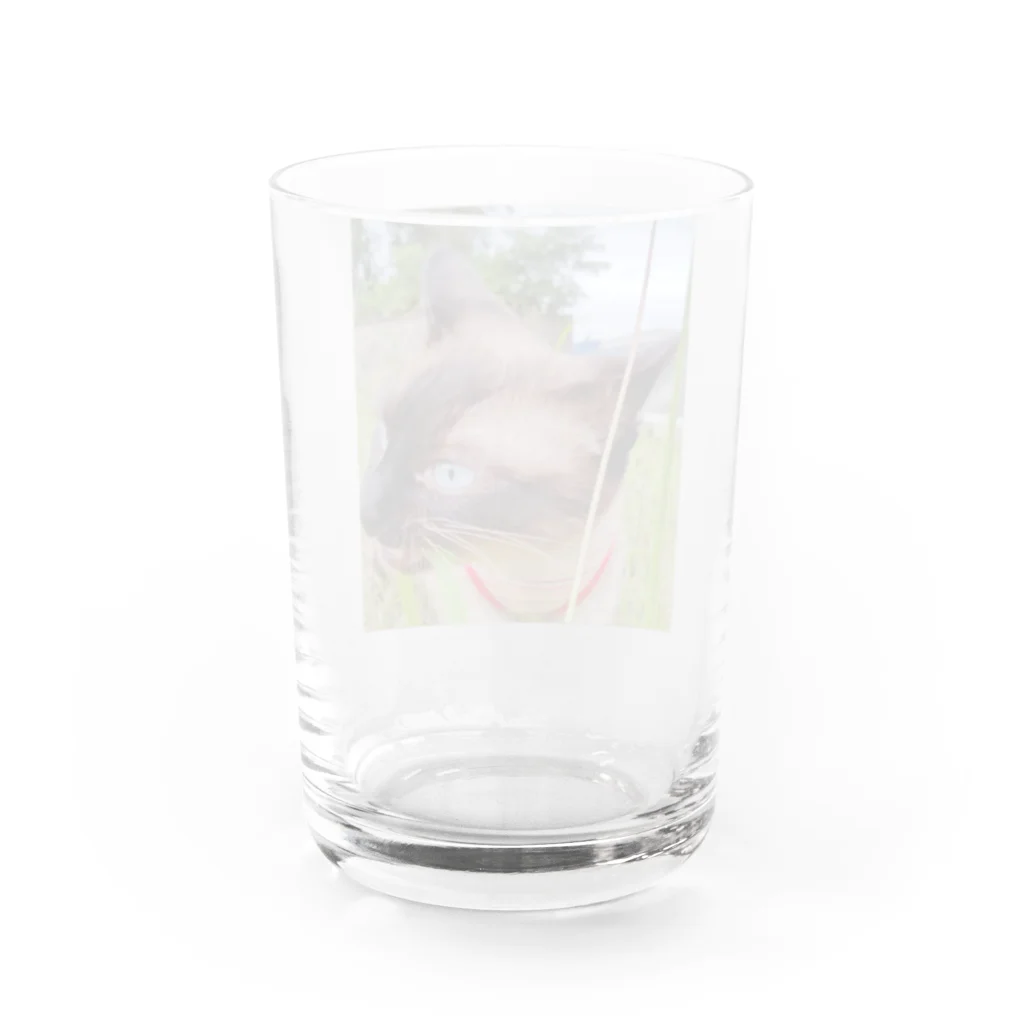 chacomameのむしゃむしゃちゃこにゃん Water Glass :back