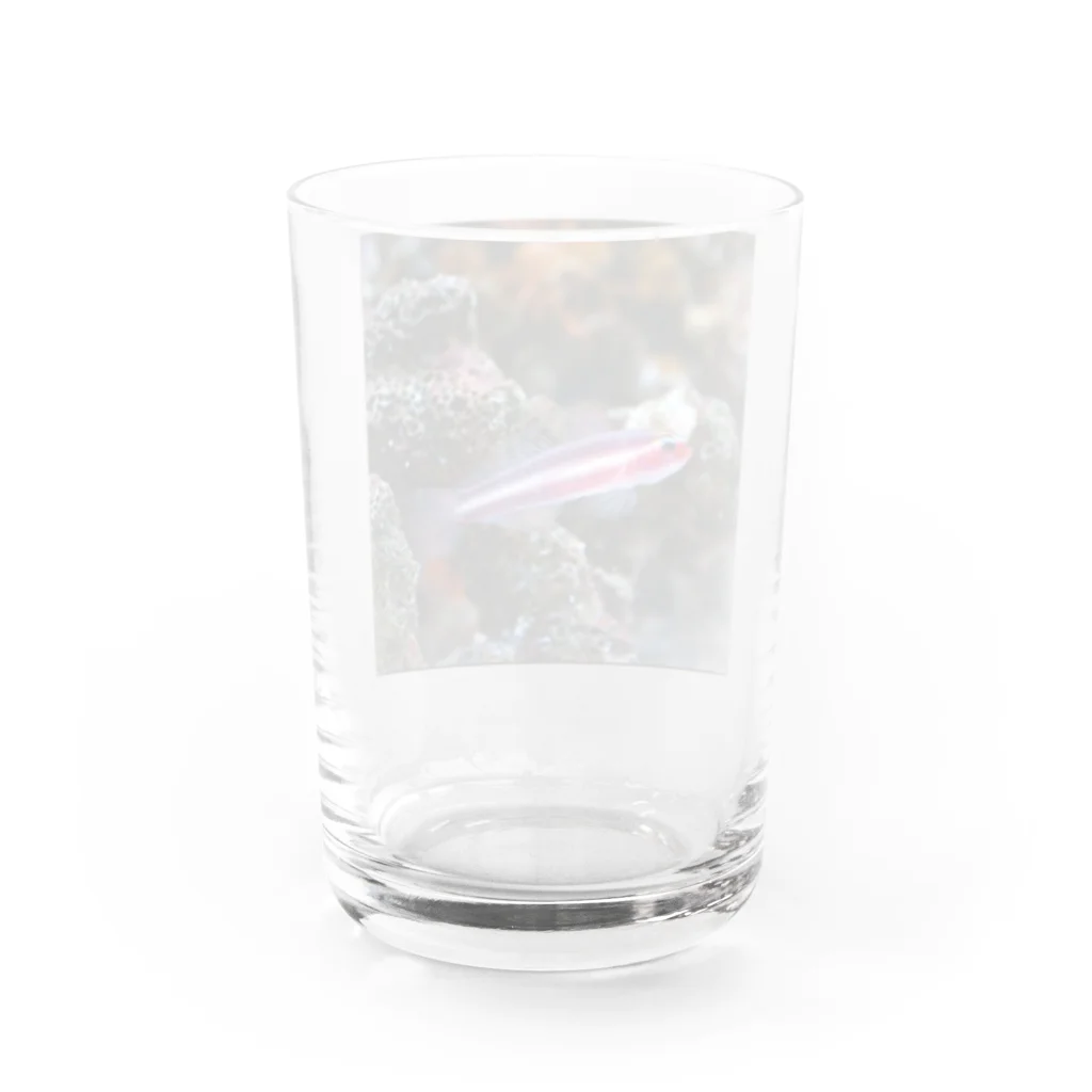 激⭐style With 滑走ＡＱＵＡ⭐Tomo⭐のオヨギイソハゼ Water Glass :back