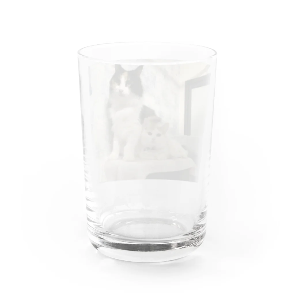 猫とハリセンボン🚗車中泊の旅の猫とハリセンボン Water Glass :back