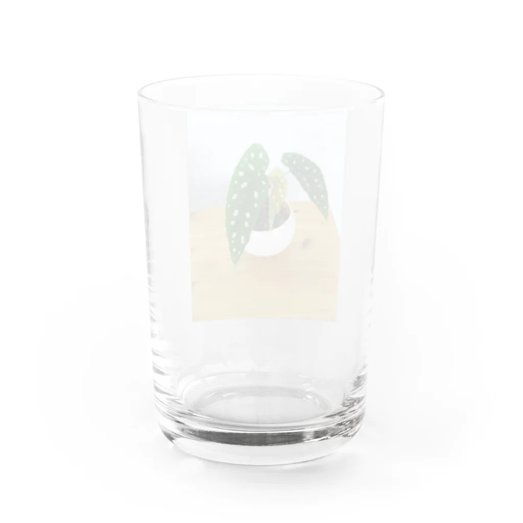 まゆらびのベゴニアマクラータちゃん Water Glass :back