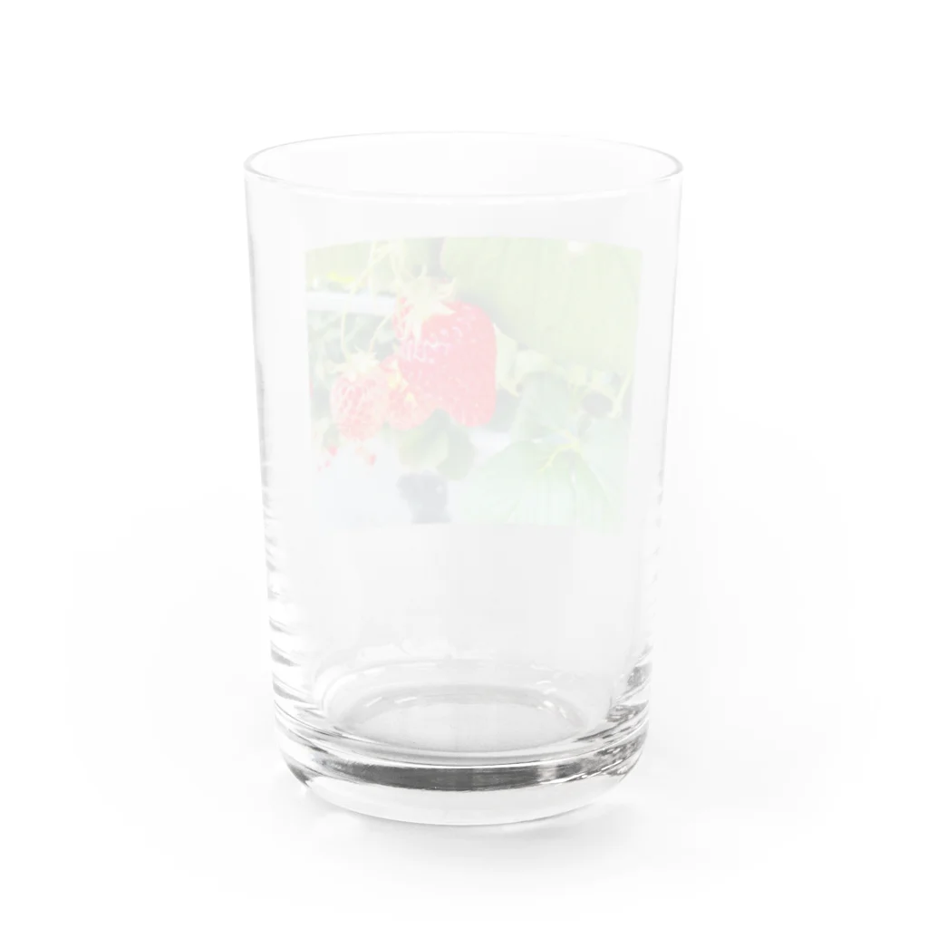 癒しショップのストロベリーちゃん Water Glass :back