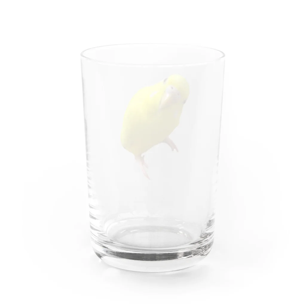 黄色ちゃんのお店のうちのかわいい黄色ちゃん Water Glass :back