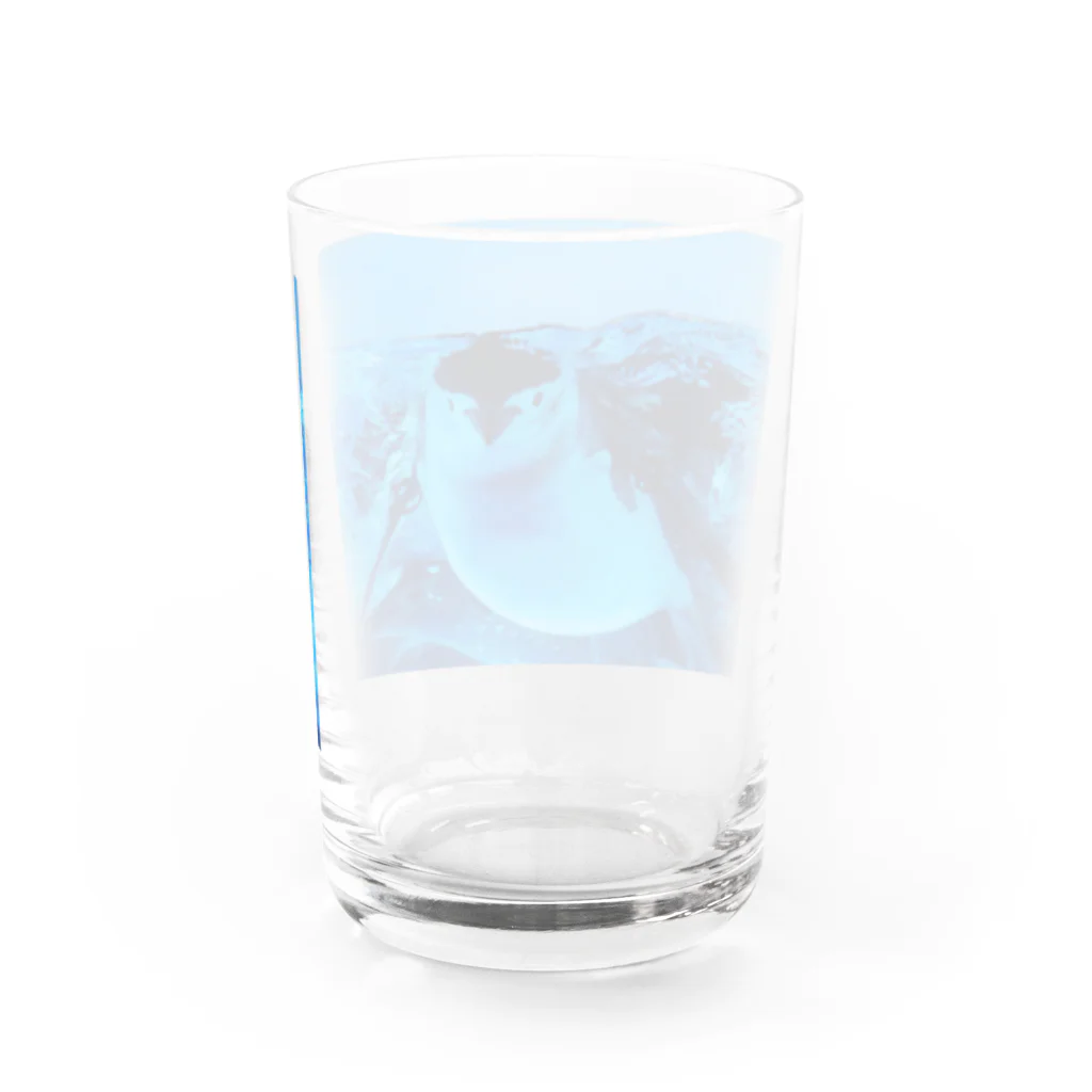 ペンギンの写真のヒゲペンギン　写真　リアル Water Glass :back