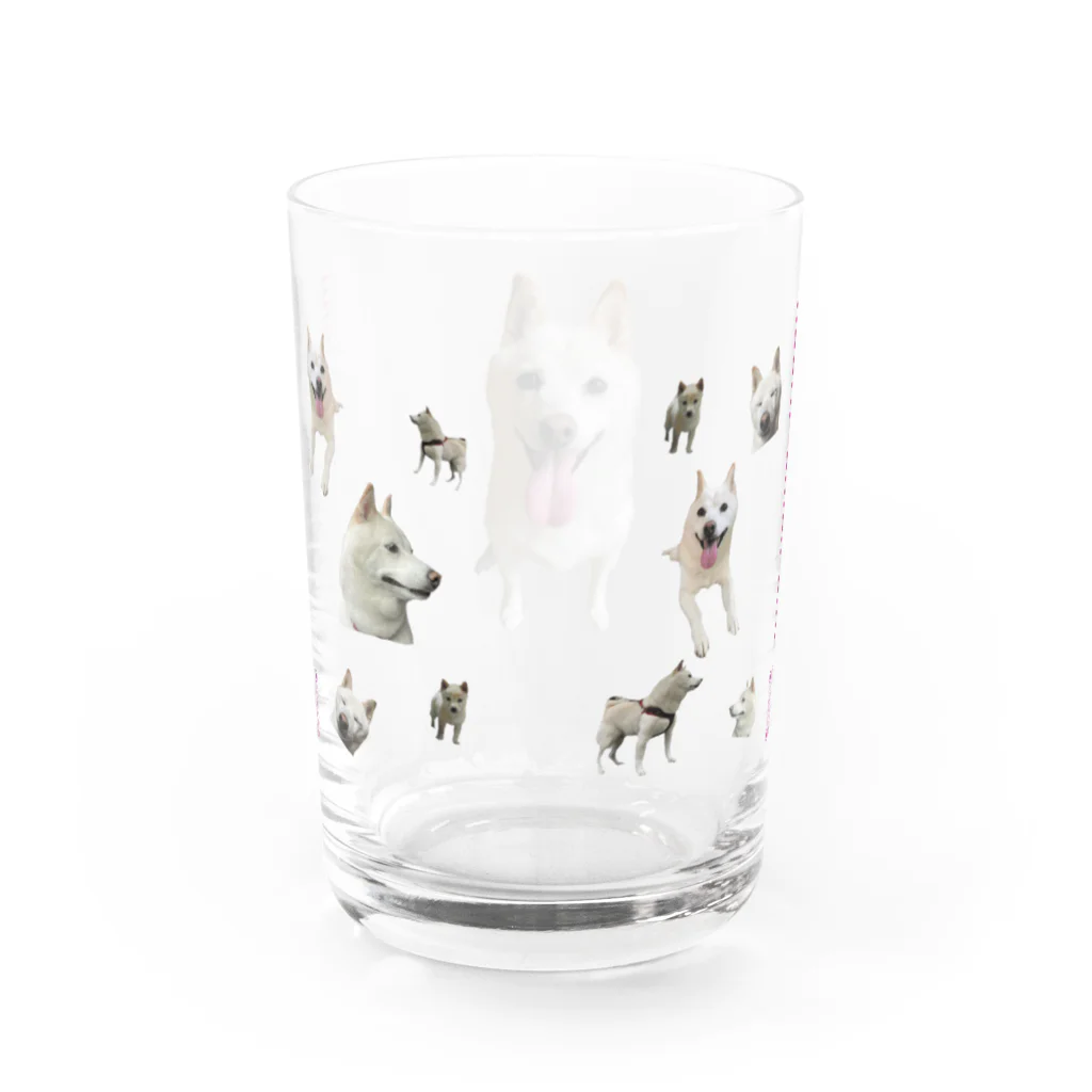 白柴犬 小梅の小梅っちで飲む(QRアリ) Water Glass :back