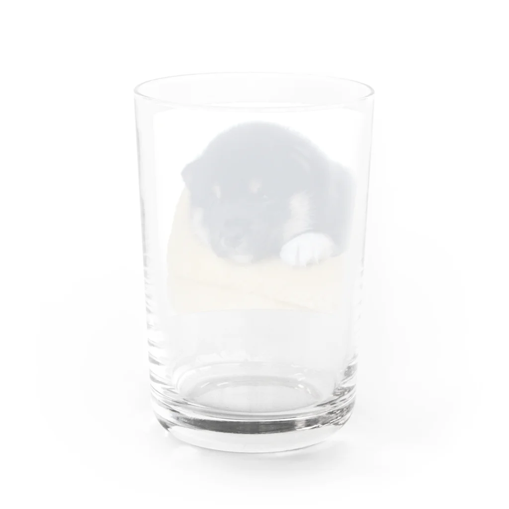 小豆のこまめくん Water Glass :back