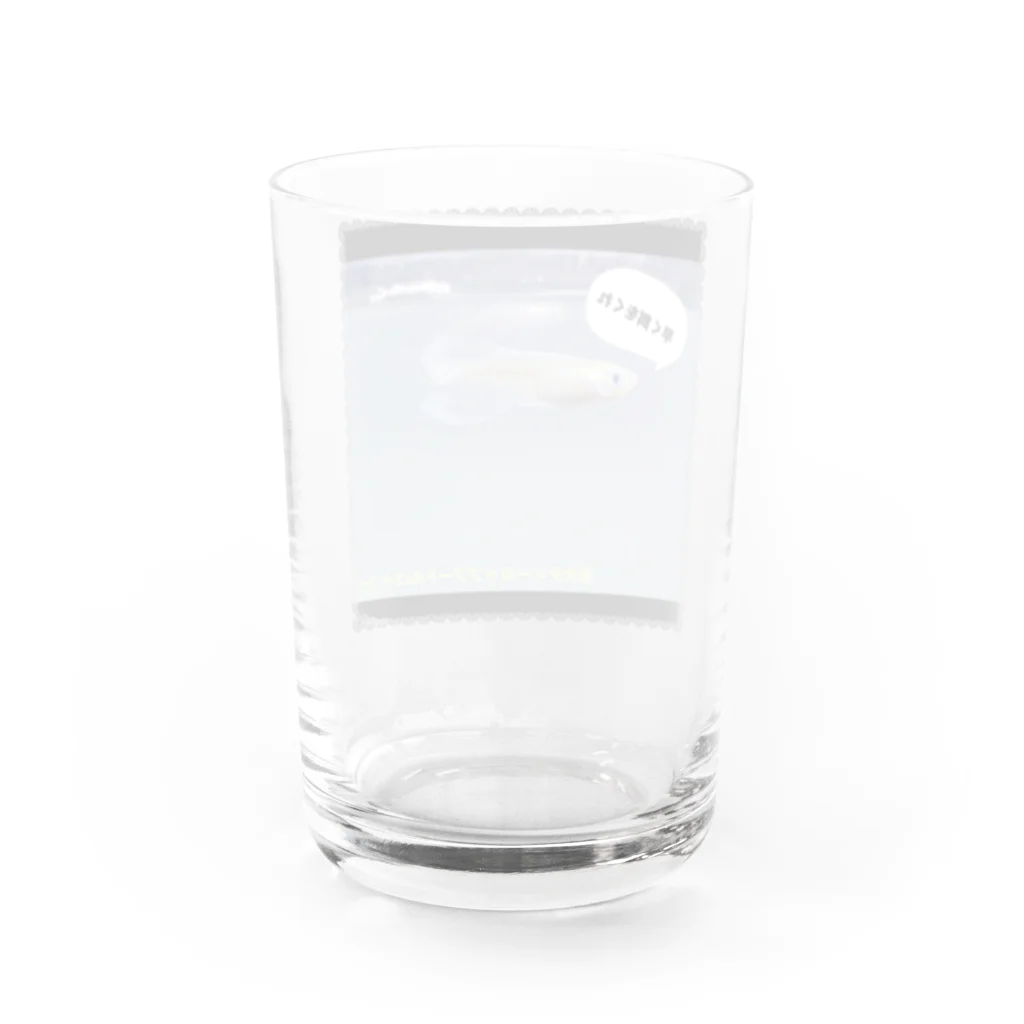 巨大ティーカッププードルの巨大ティーカッププードルのグッズ Water Glass :back