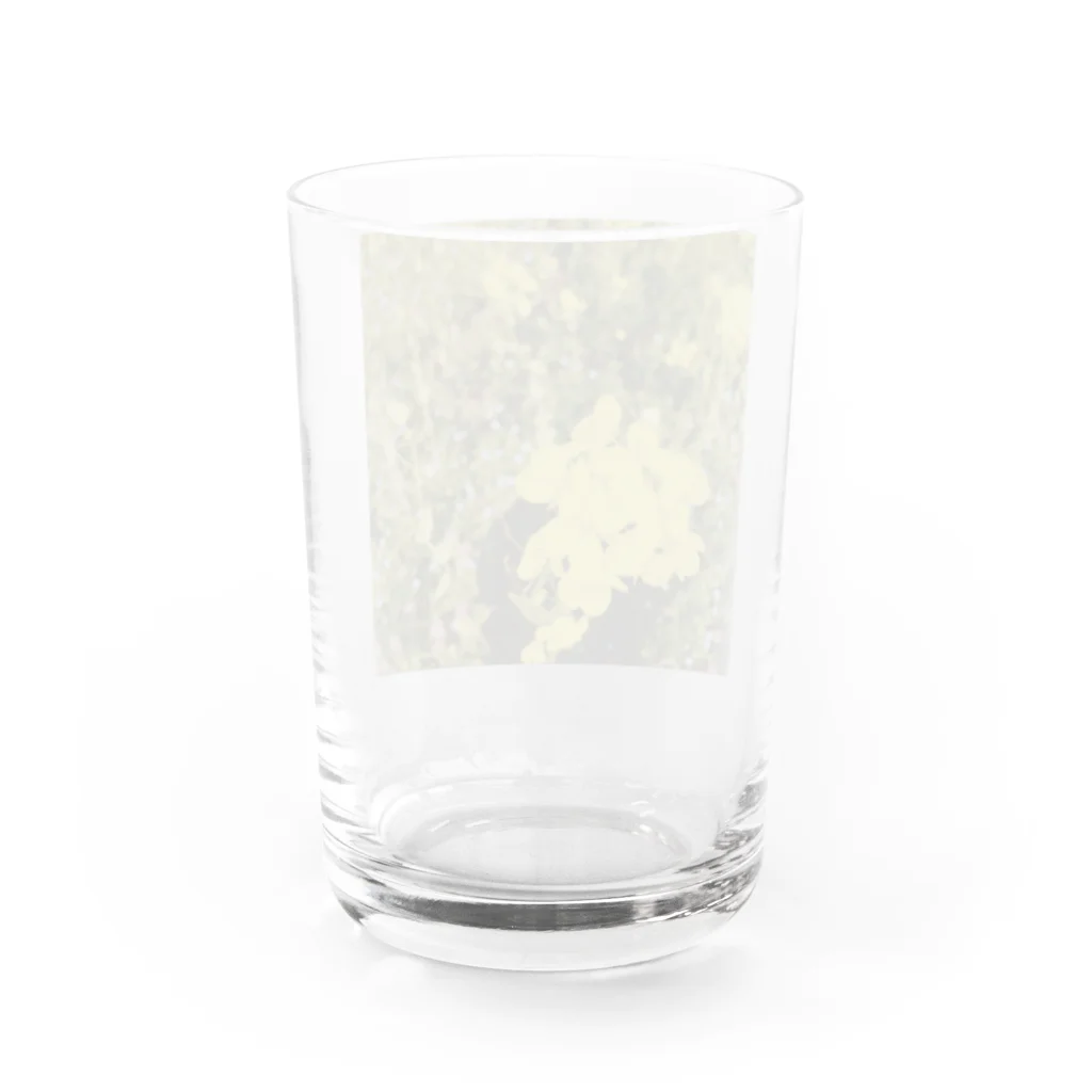 N flowerの　N flower コレクション菜の花 Water Glass :back