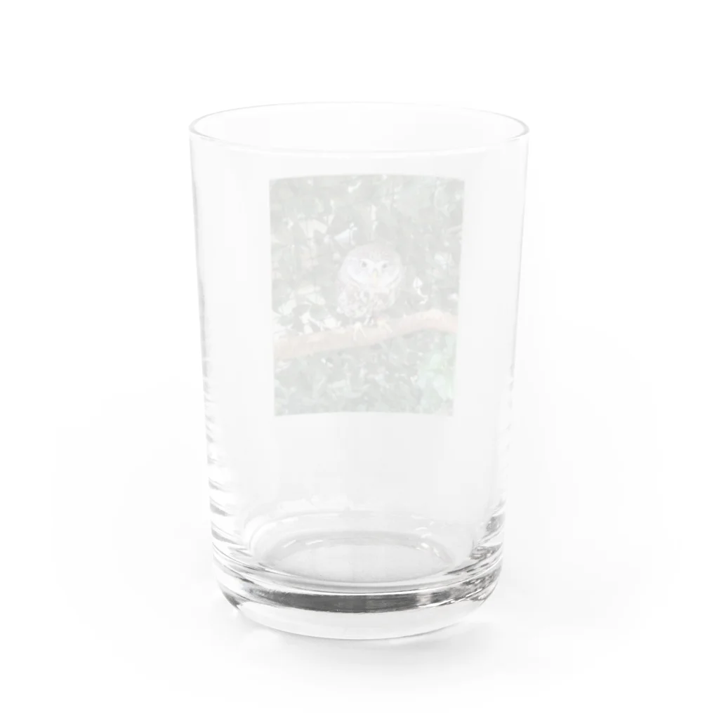 ちびまっくすのもふもふフクロウ💕 Water Glass :back