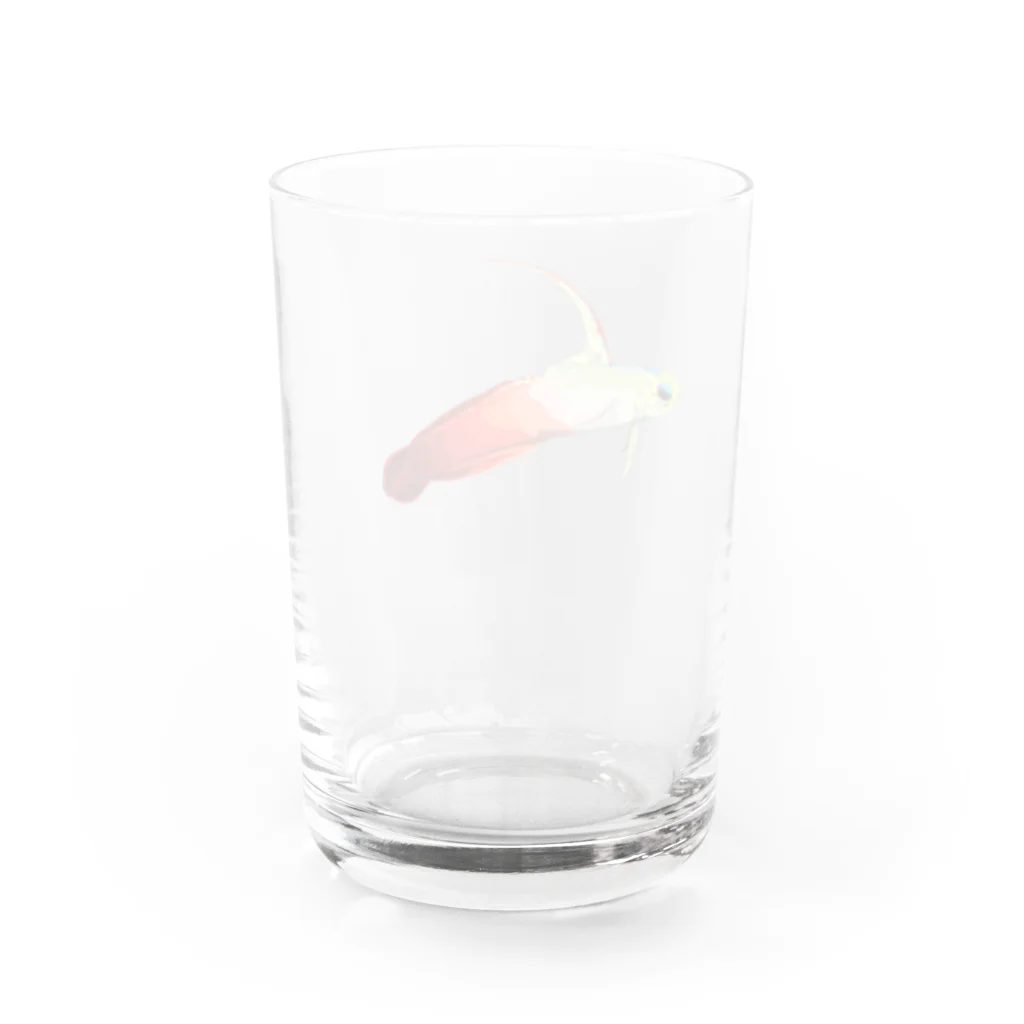 棘のハタタテハゼ Water Glass :back