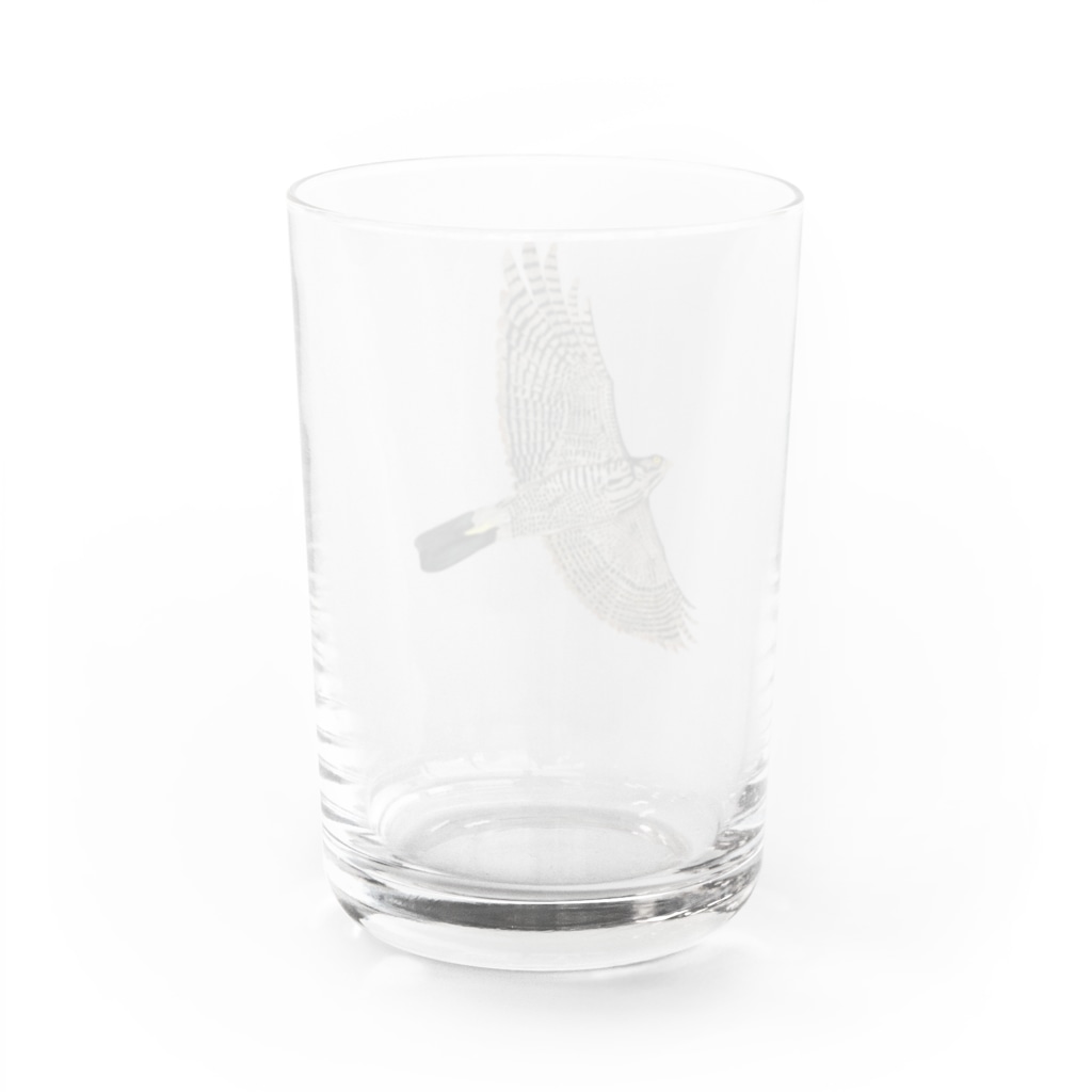 Coshi-Mild-Wildの🪶猛禽類　ツミ　🦅 だぞっ‼️ Water Glass :back