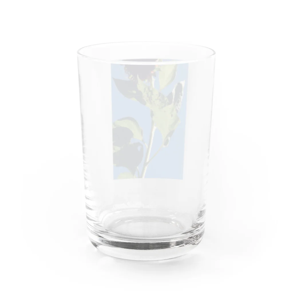 はやしの真夏 Water Glass :back