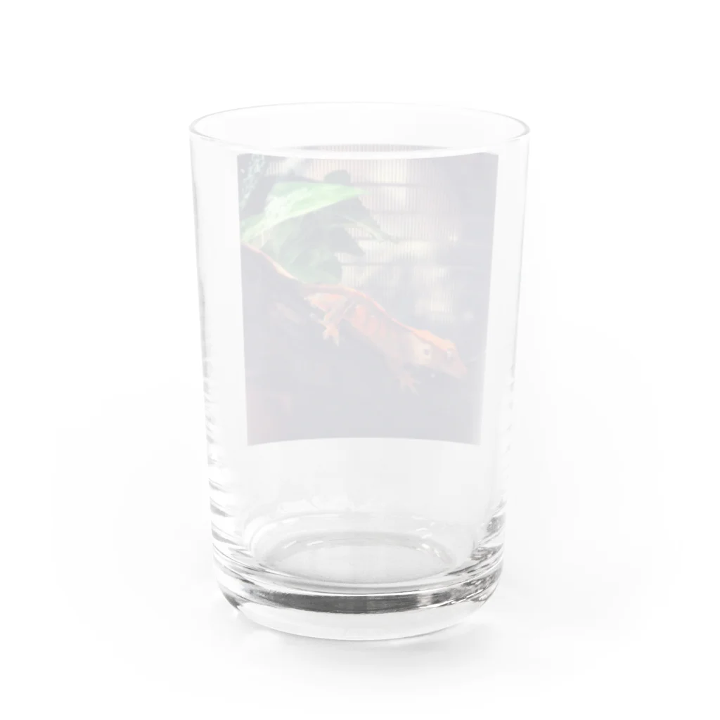 ミギーの家族紹介の紅葉ちゃん Water Glass :back