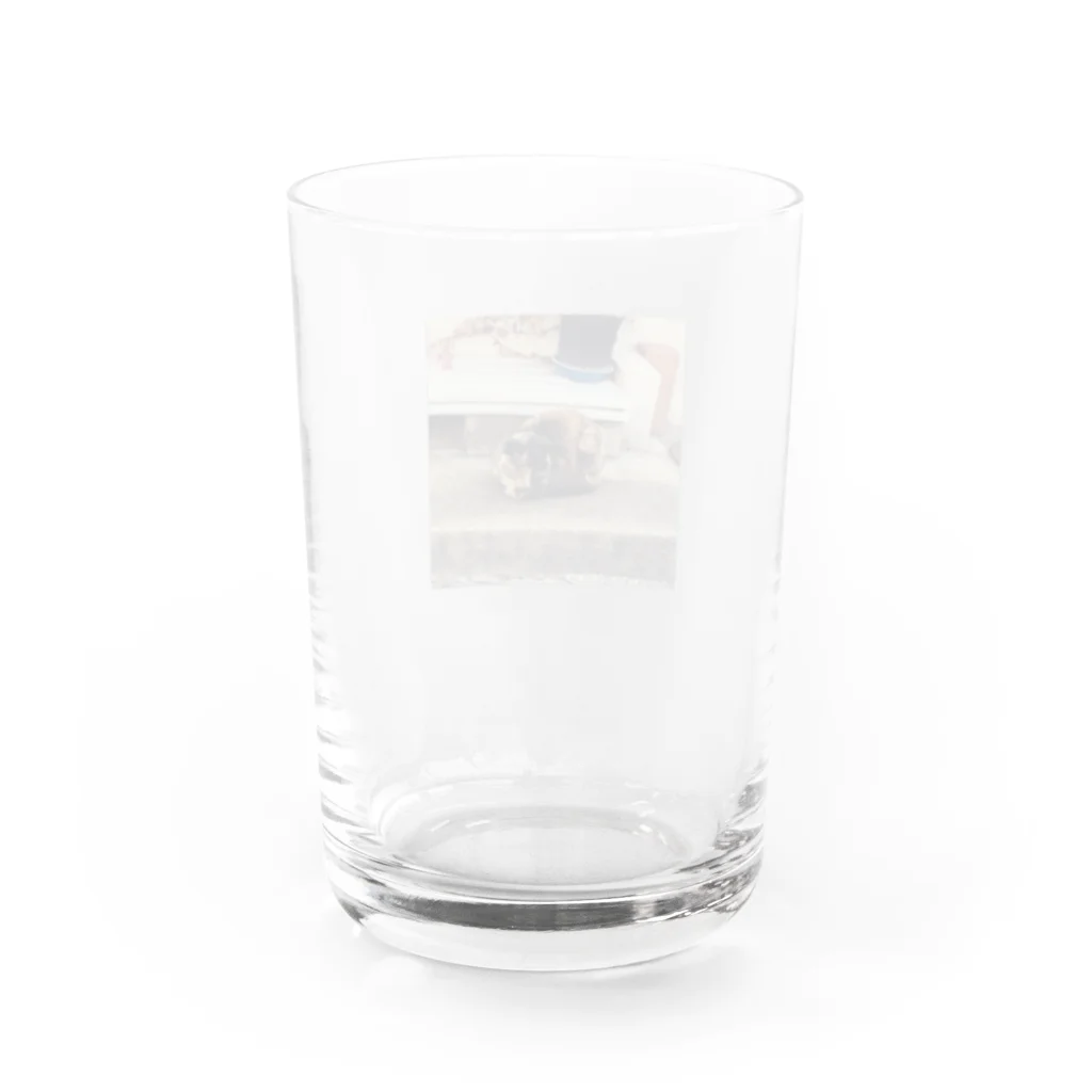 neko_00_nekoの明石の漁師町にいたサビ猫さん Water Glass :back