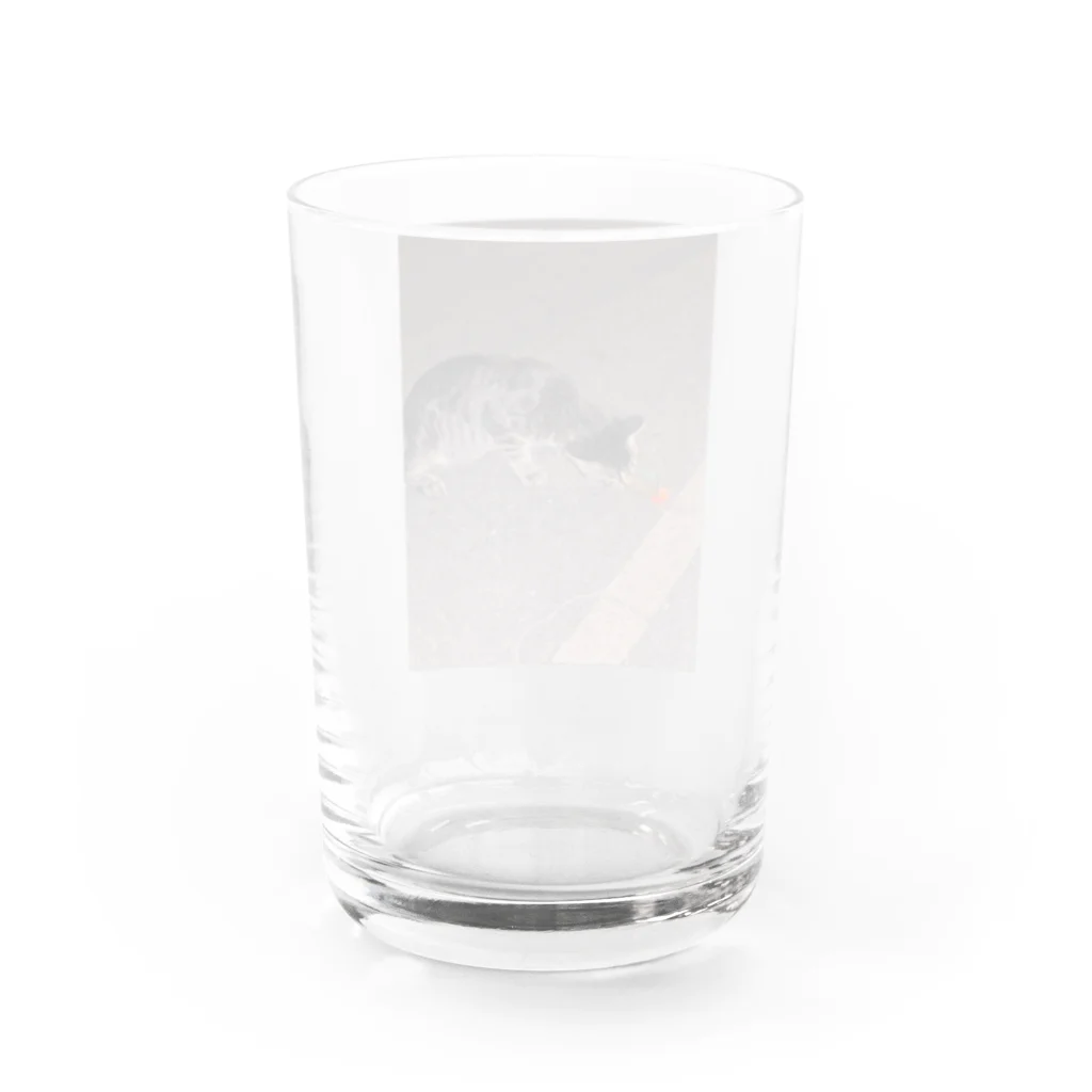 neko_00_nekoの猫さん Water Glass :back