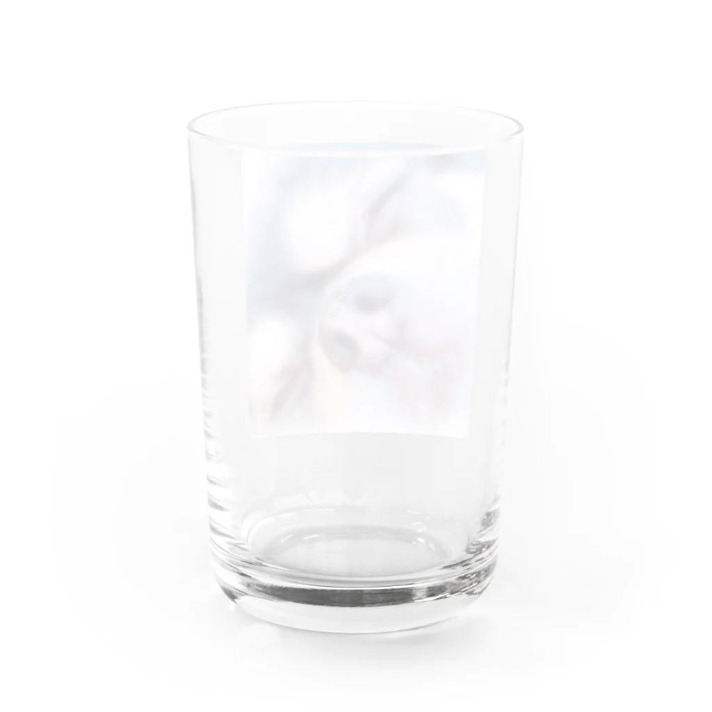 【ホラー専門店】ジルショップのKiss Me ちわわん Water Glass :back