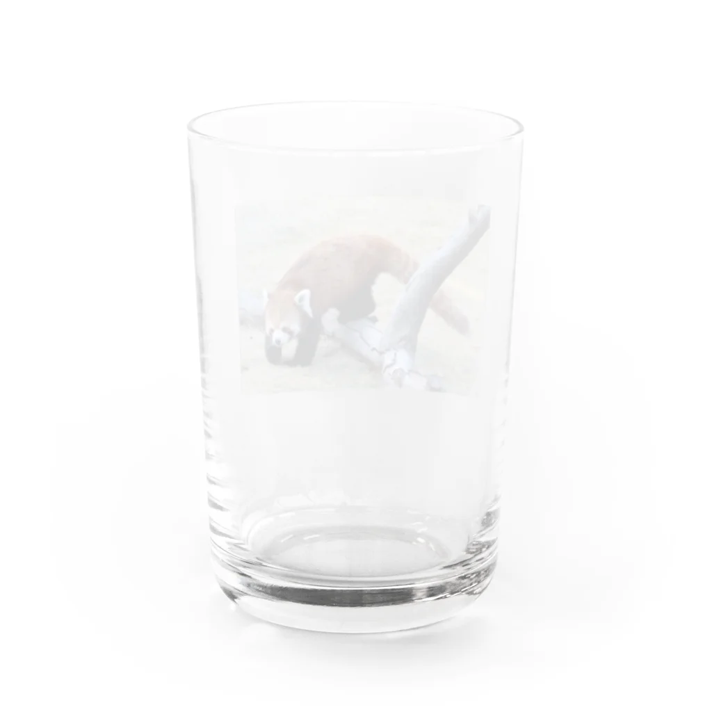 アレックス⚽🏀🍣のレッサーパンダ Water Glass :back