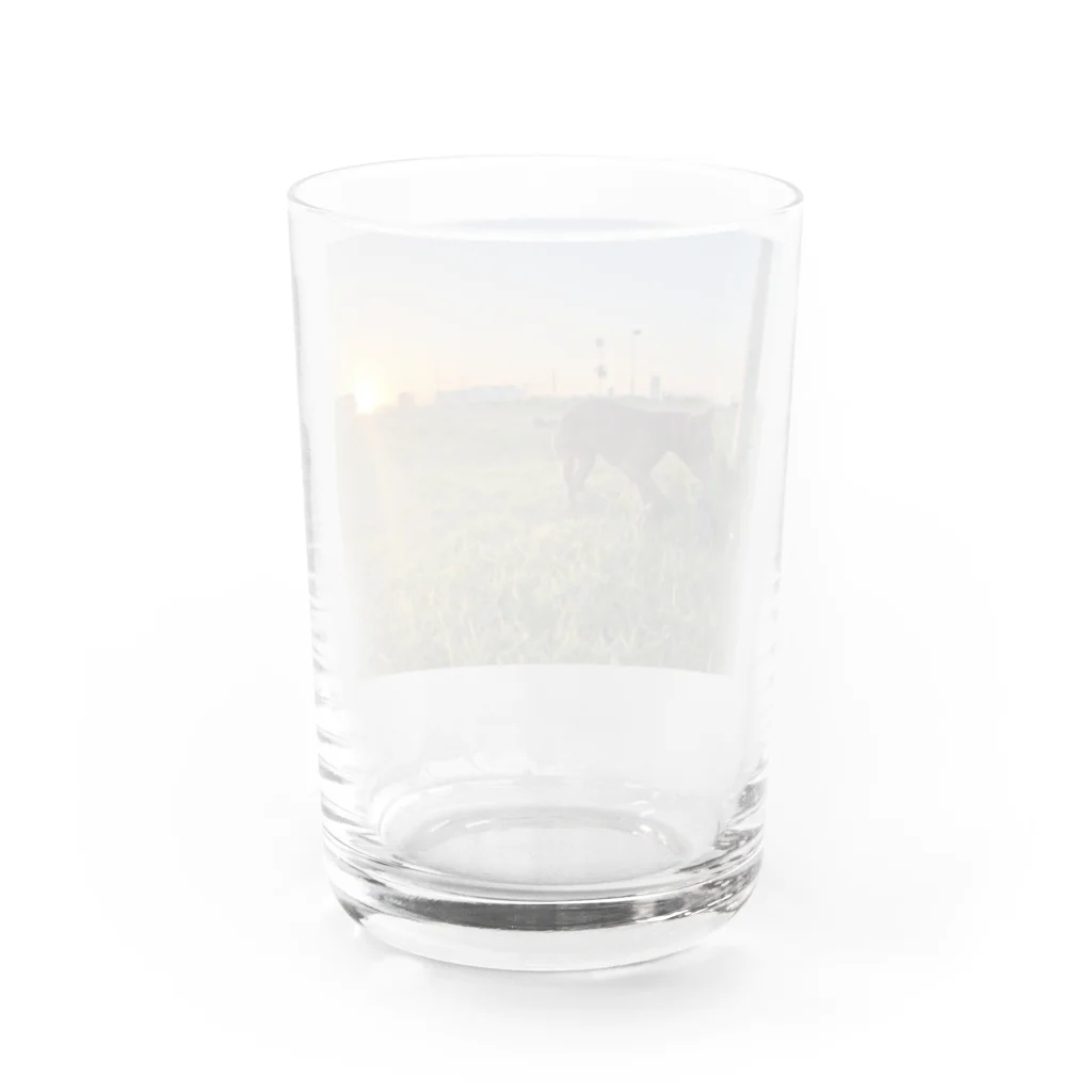 lucyのアメリカンピットブルテリア Water Glass :back