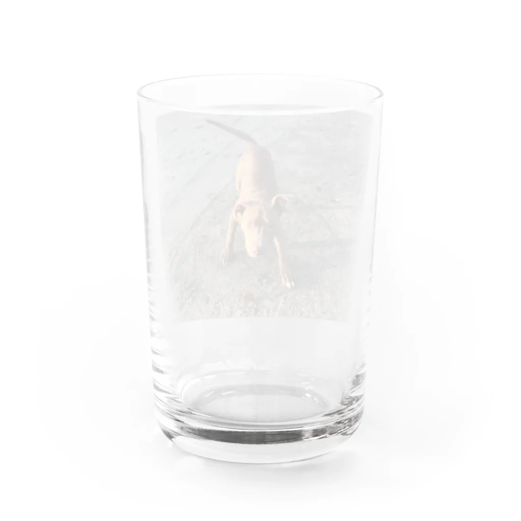 lucyのアメリカンピットブルテリア Water Glass :back