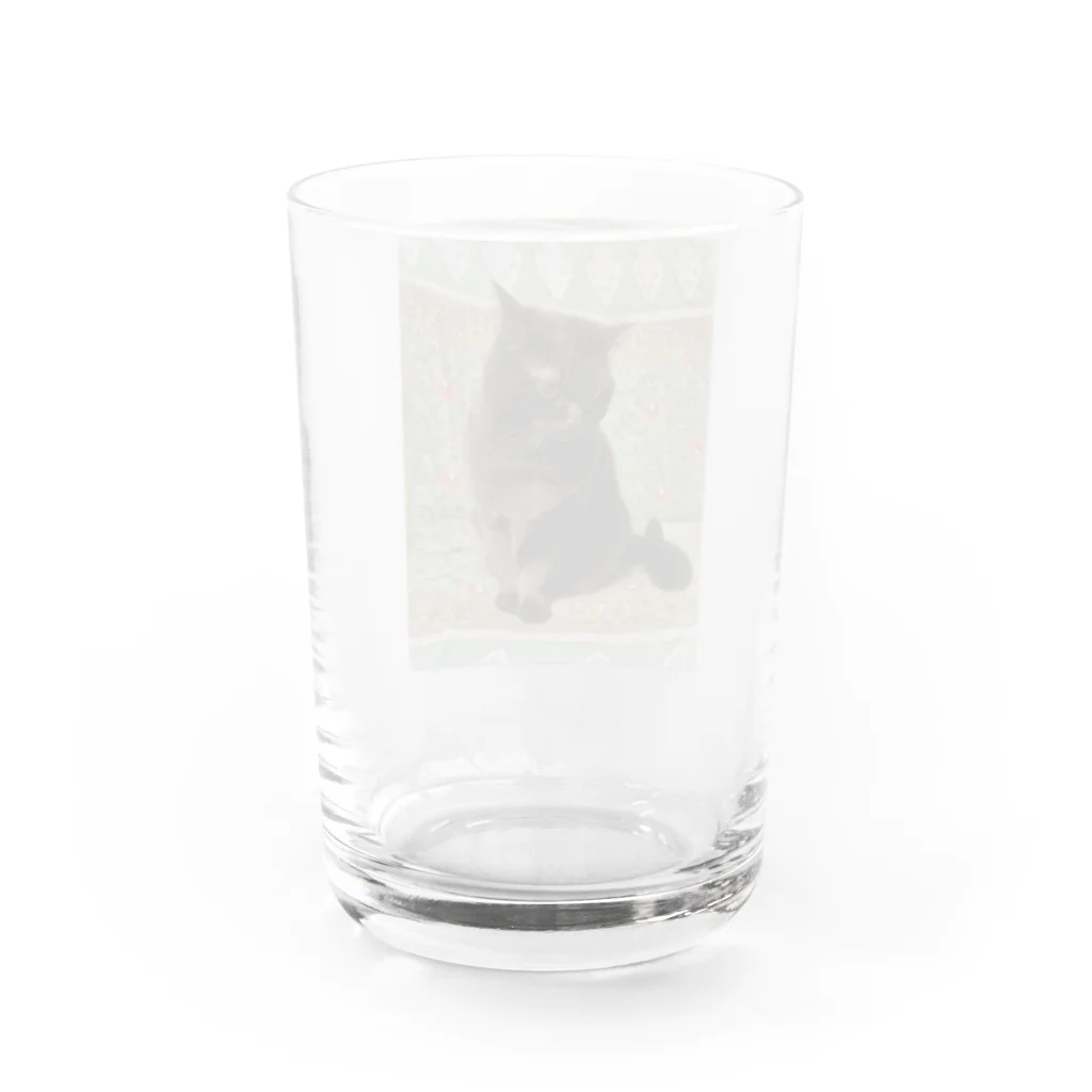 M家のネコたち。のふぅ。 Water Glass :back