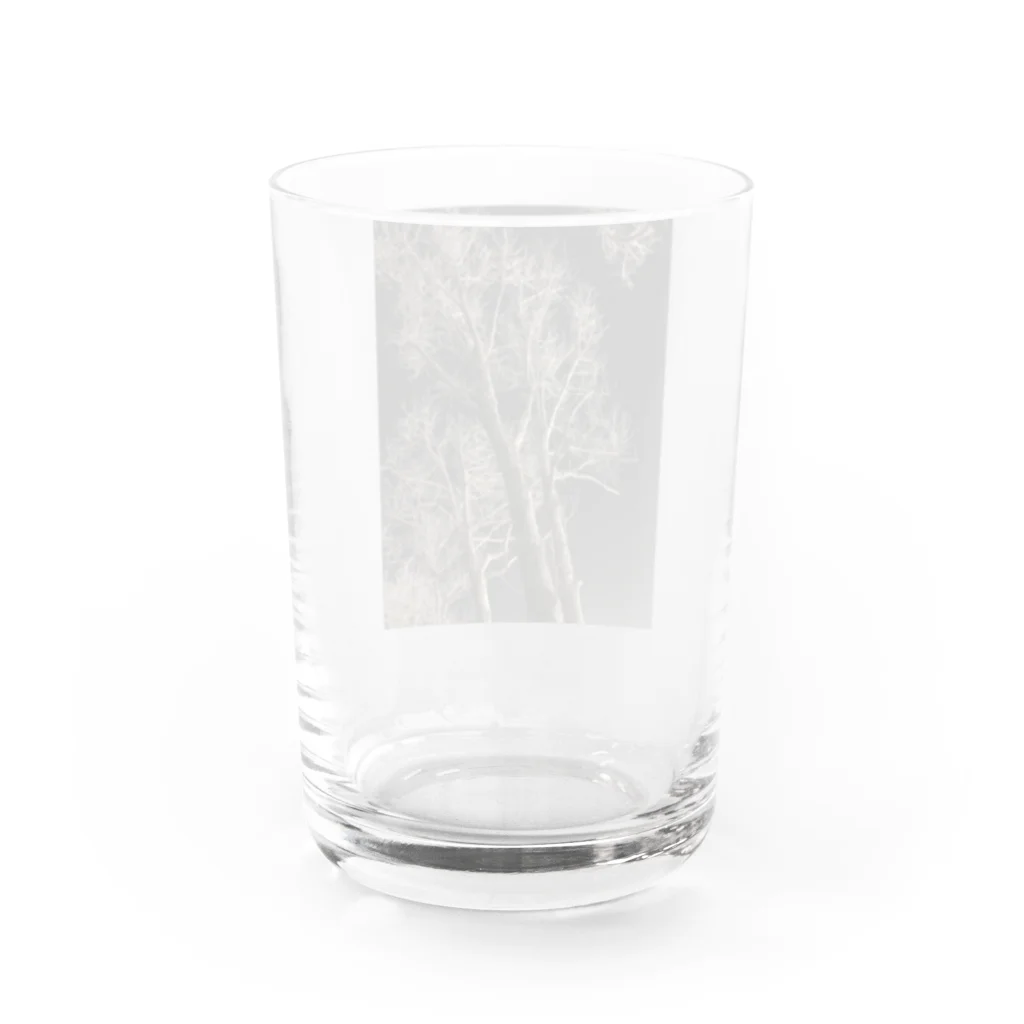 空屋　sorayakusakaの202001121944000　夜の樹木 Water Glass :back