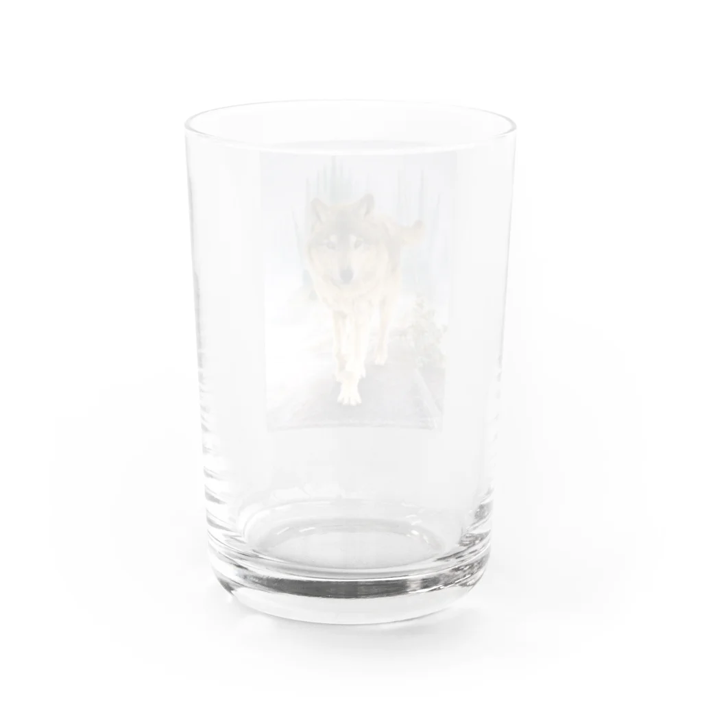 アラスカ野生動物画家きむらけいのF​o​r​e​s​t​ ​o​f​ ​K​a​s​i​l​o​f  Water Glass :back