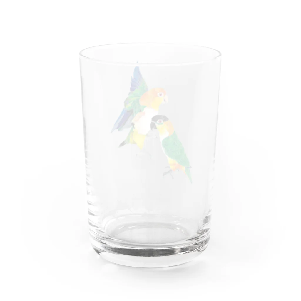 piyopiyobrandのシロハラインコたち Water Glass :back