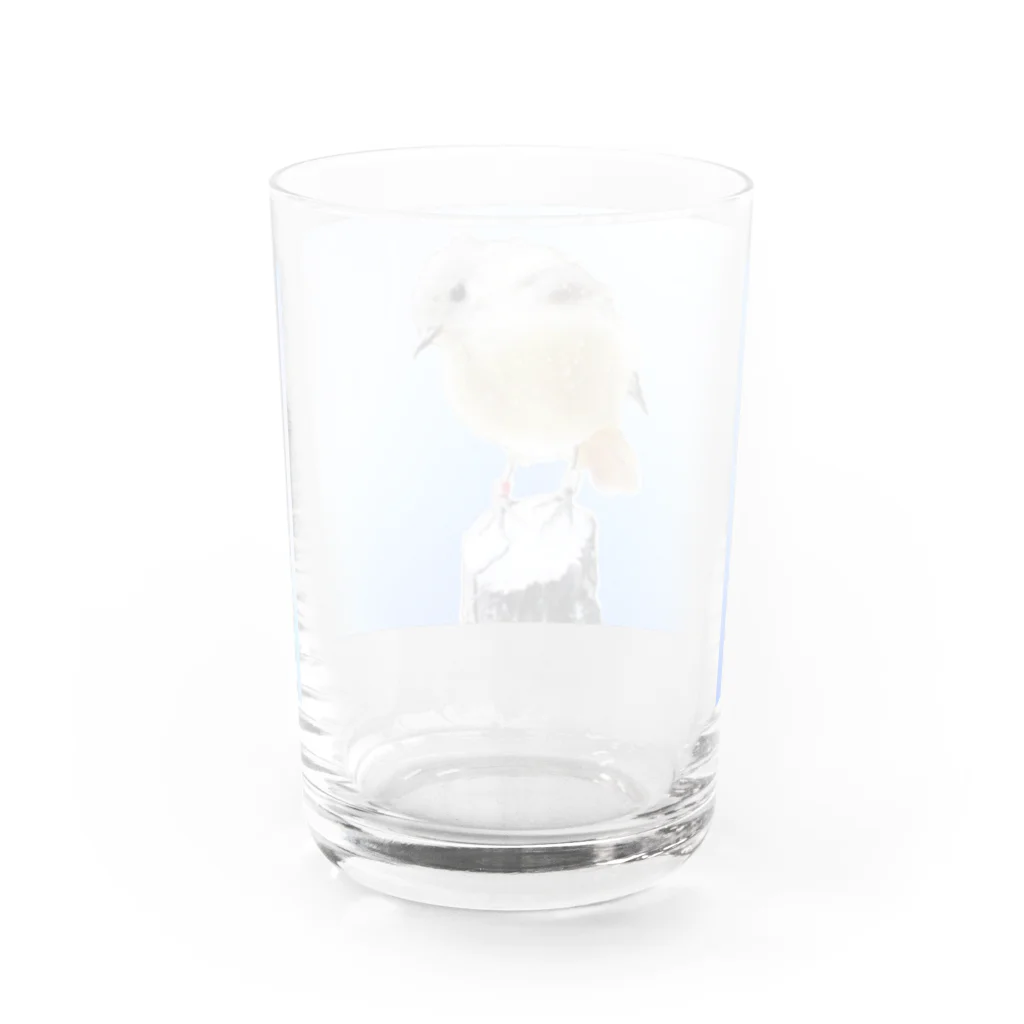 ちびたん工房のジョウビタキ Water Glass :back