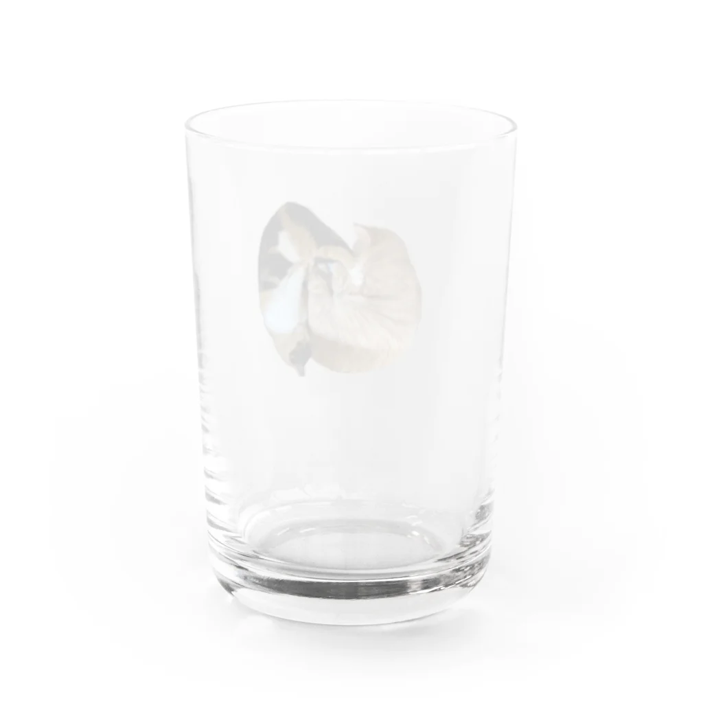 MASHのおかちまるグラス Water Glass :back