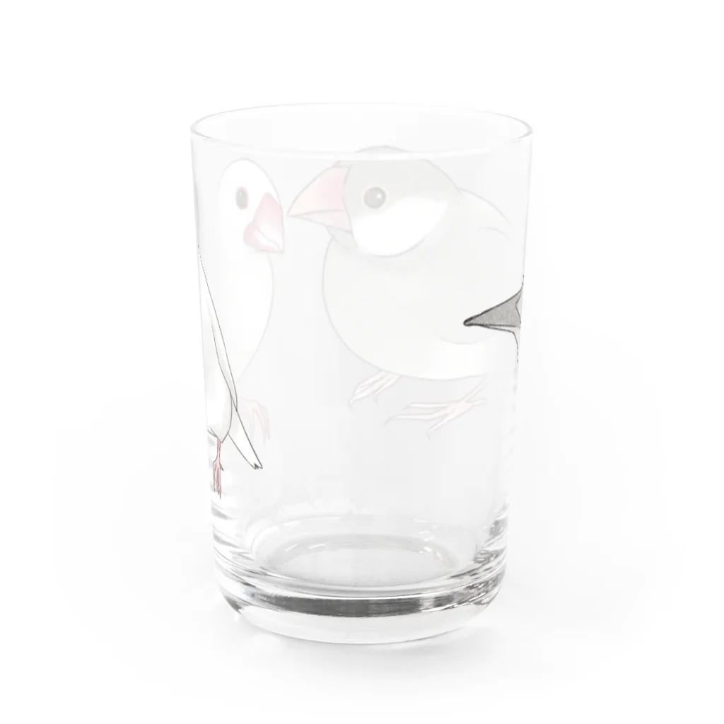 まめるりはことりの幸せ文鳥ちゃん【まめるりはことり】 Water Glass :back