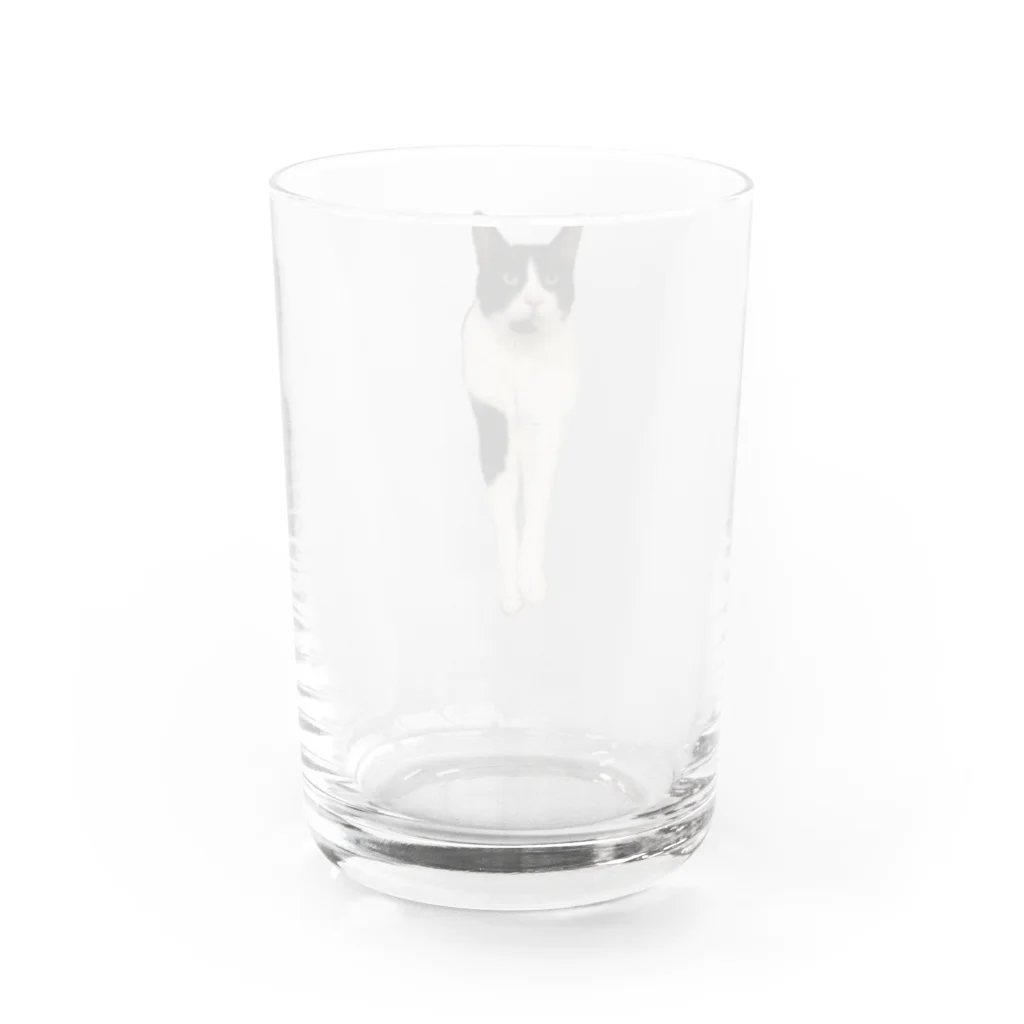 ハチワレ猫のタロの前足長いタロくん Water Glass :back