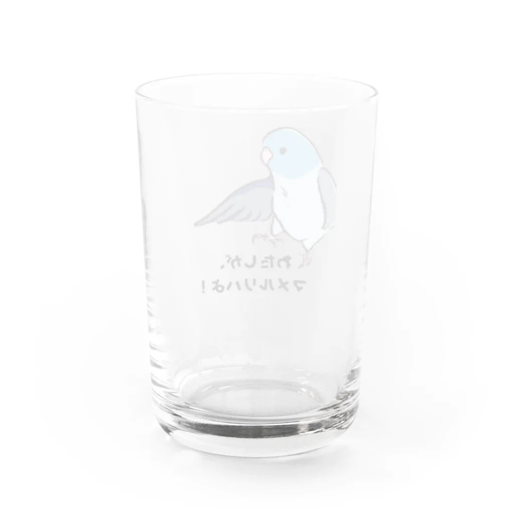 デザイン堂しまえながのマメルリハちゃん Water Glass :back