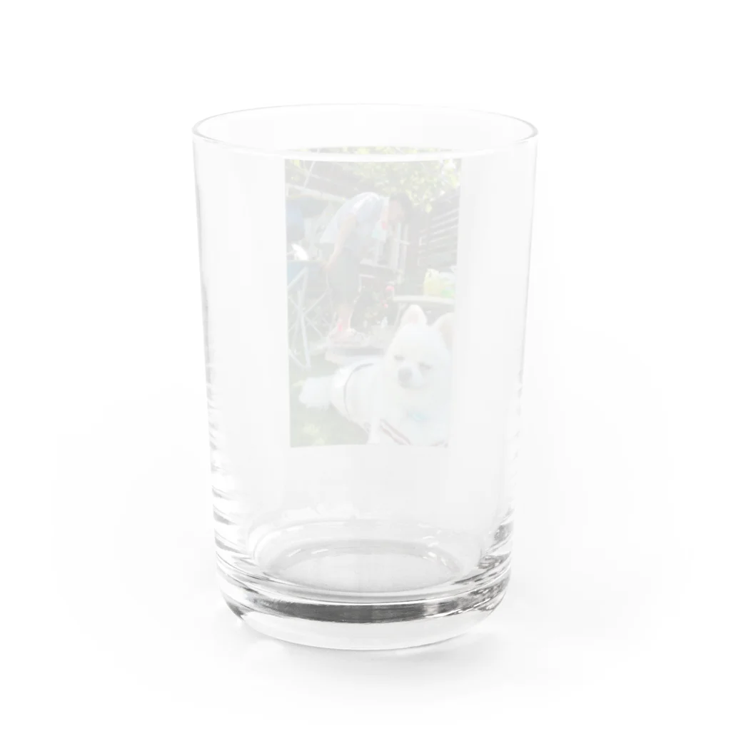 ポメラニアンのつんちゃんとニューフェイスりんちゃんのひげじろうの夏withつんちゃん Water Glass :back