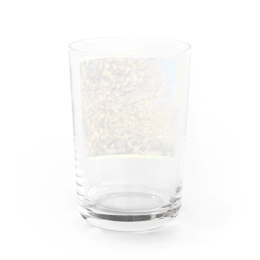 神丸の蝋梅 Water Glass :back