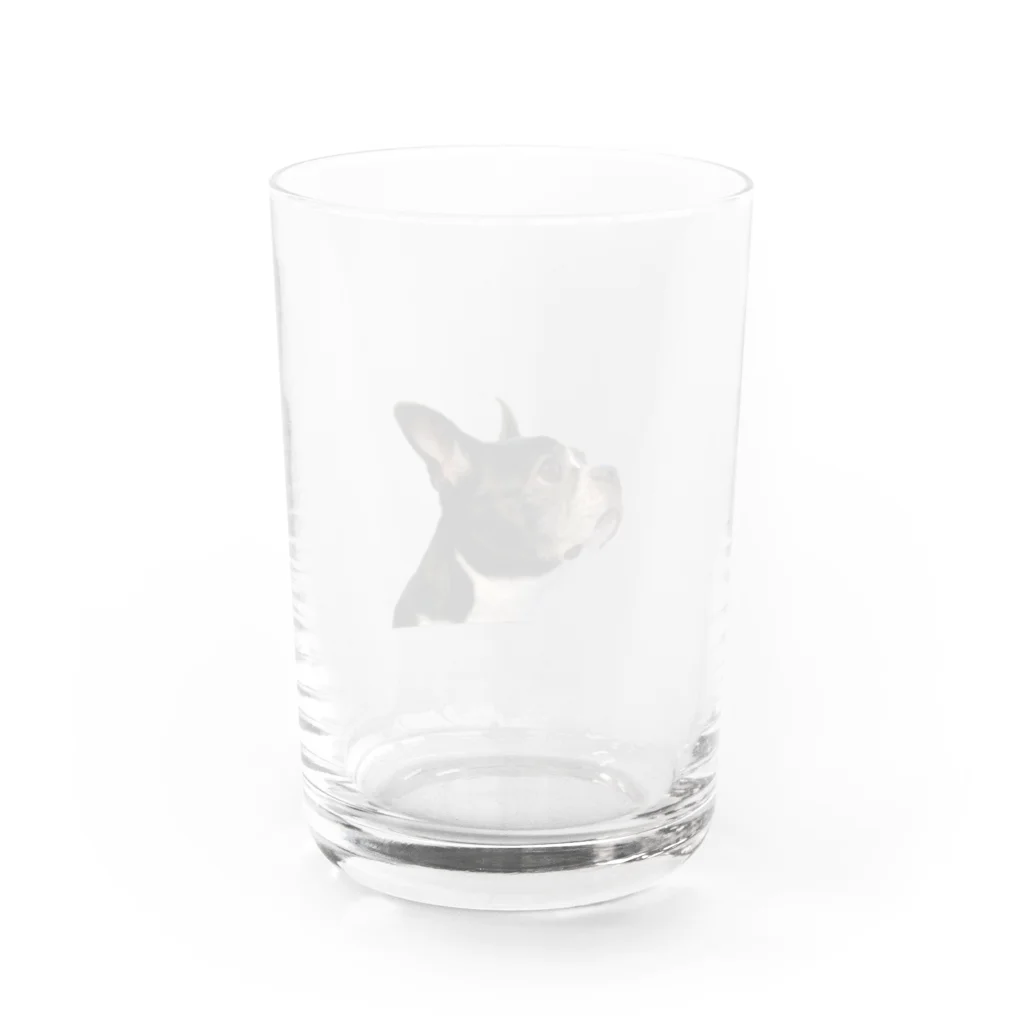 pukupuku_chanのうちのボストンテリアがかわいい Water Glass :back