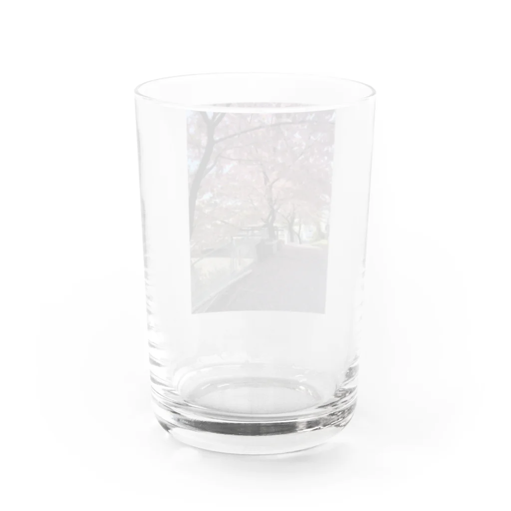 慶の桜の季節 Water Glass :back