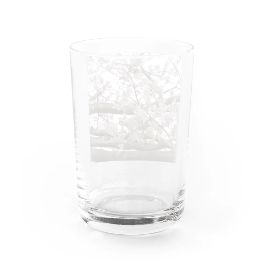 photo-foxの桜と猫 Water Glass :back