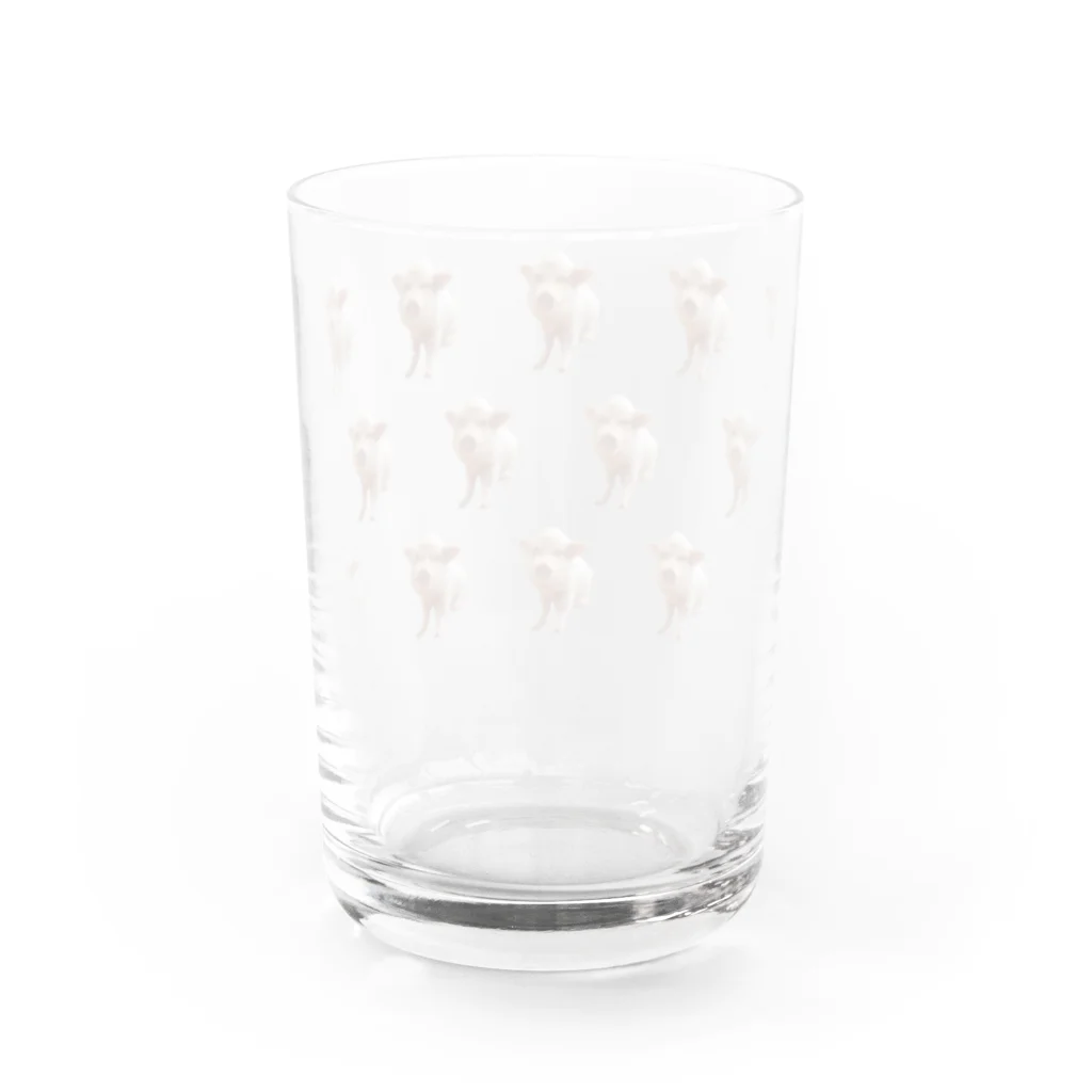 ばろめっつ　びれっじのミニブタのピィチェル大きめドット柄デザイン Water Glass :back